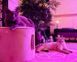 The star has adopted two cats in her home.